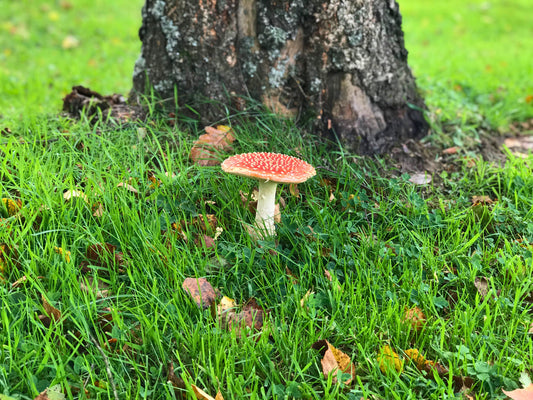 From the Ground, Back to the Ground: Muffle’s Mission to Redefine Acoustic Design Through Sustainability